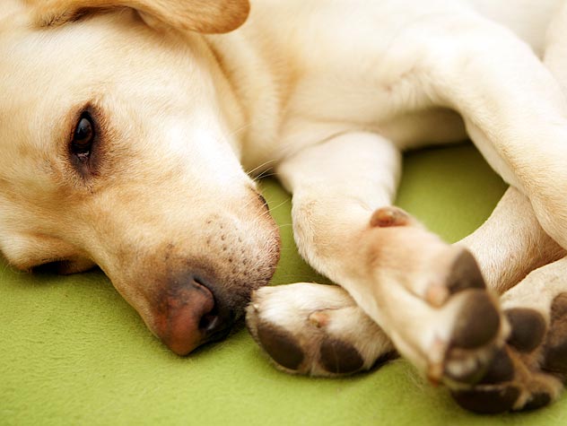 Артрит у собаки: симптомы, как определить