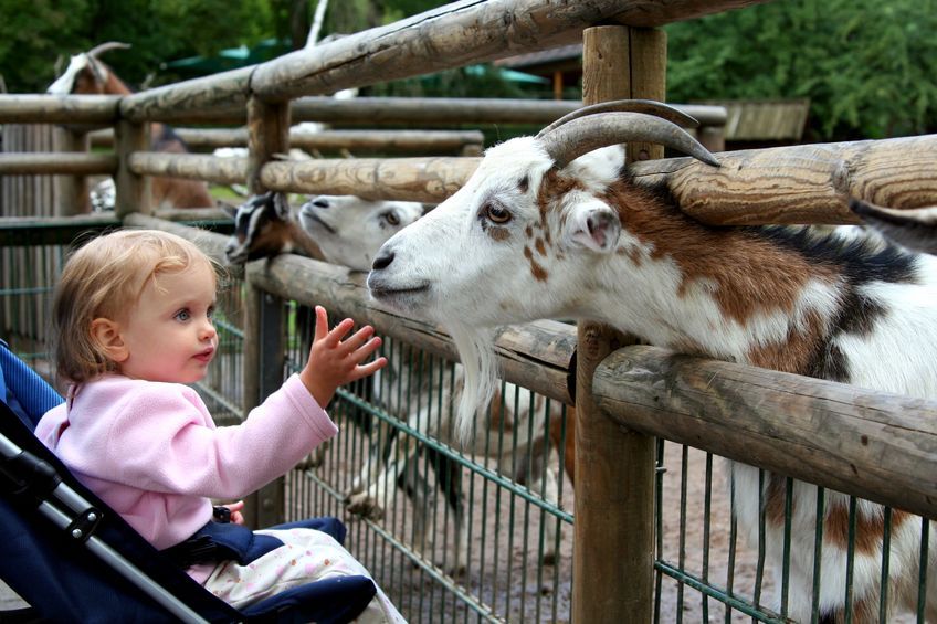 Правила безопасности в зоопарке с ребенком