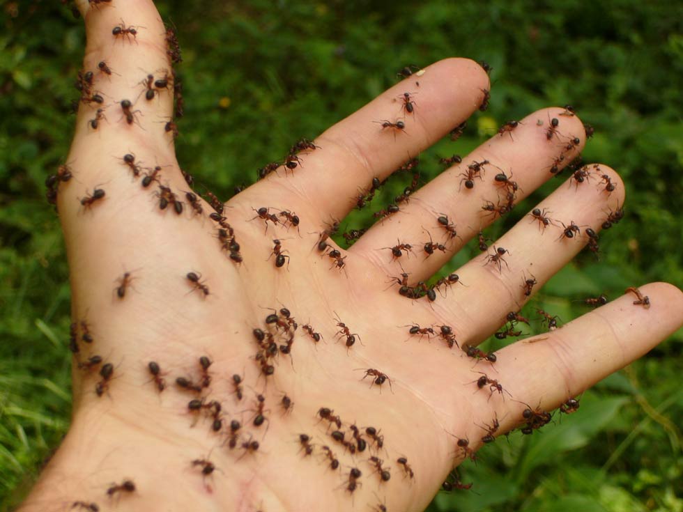 Лечение с помощью муравьев от артрита