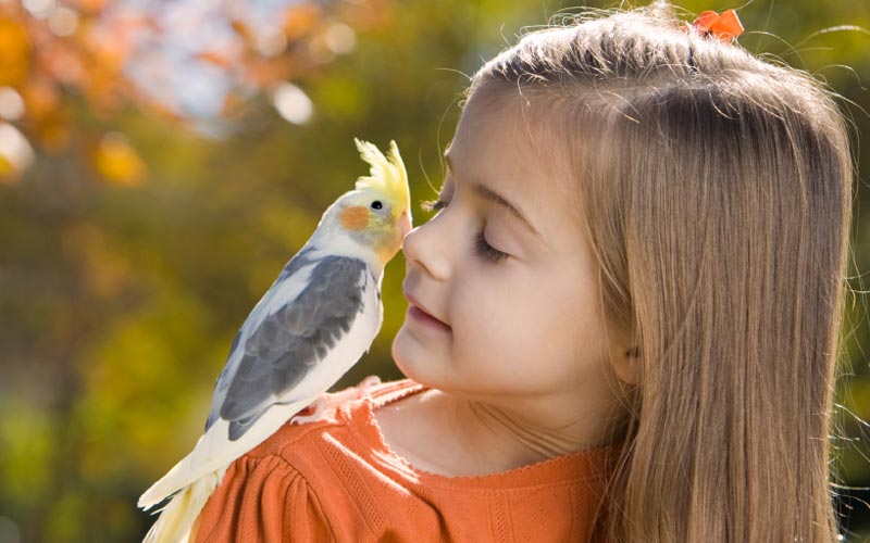 Аллергия на попугаев: причины, симптомы, что делать