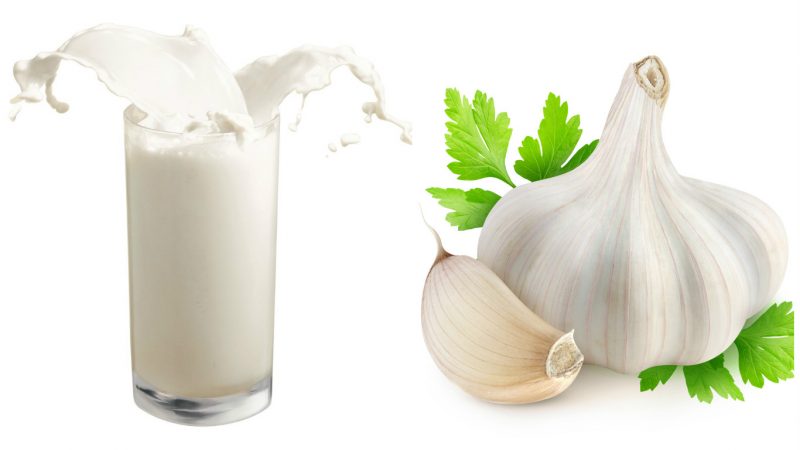 Чеснок и молоко: польза и рецепты для здоровья