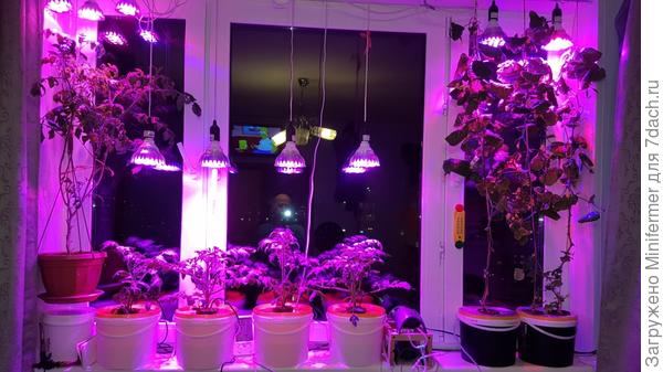 Как выбрать подсветку для растений зимой