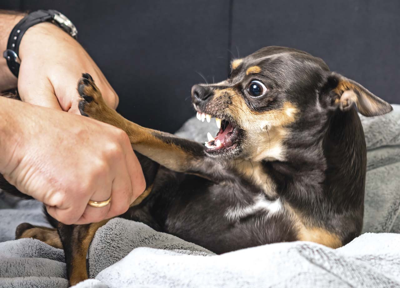 Агрессия у собаки