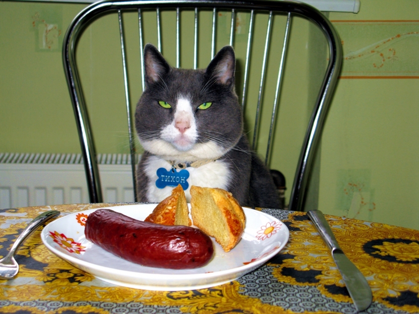 Как перевести кота на домашнюю еду