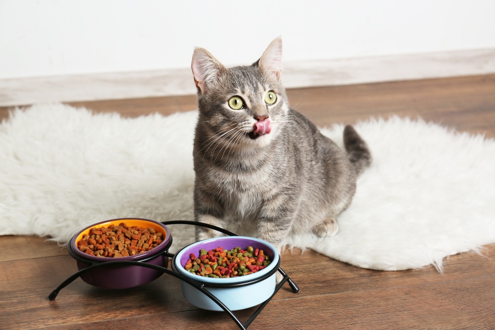 Как перевести кота на домашнюю еду