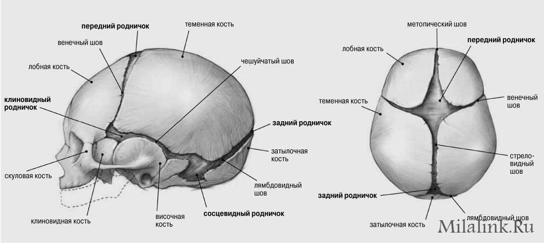 Родничок: норма,отклонения, время закрытия