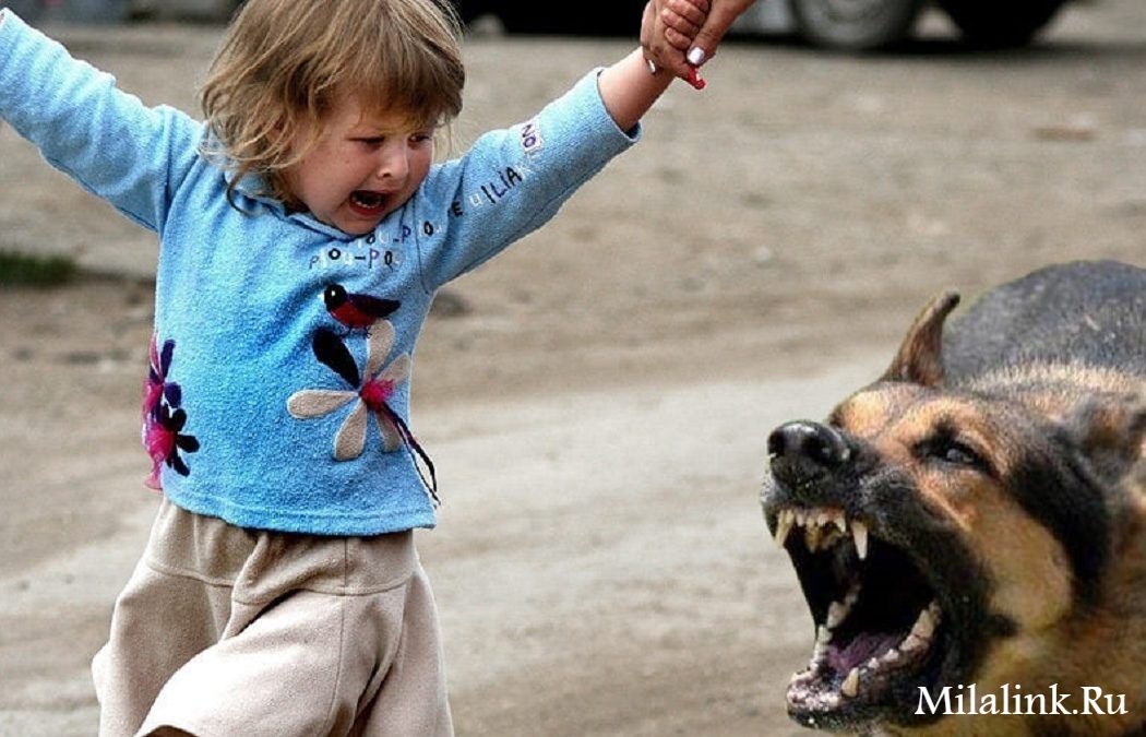 Бродячие собаки: чем опасны и как себя вести. Уроки самообороны