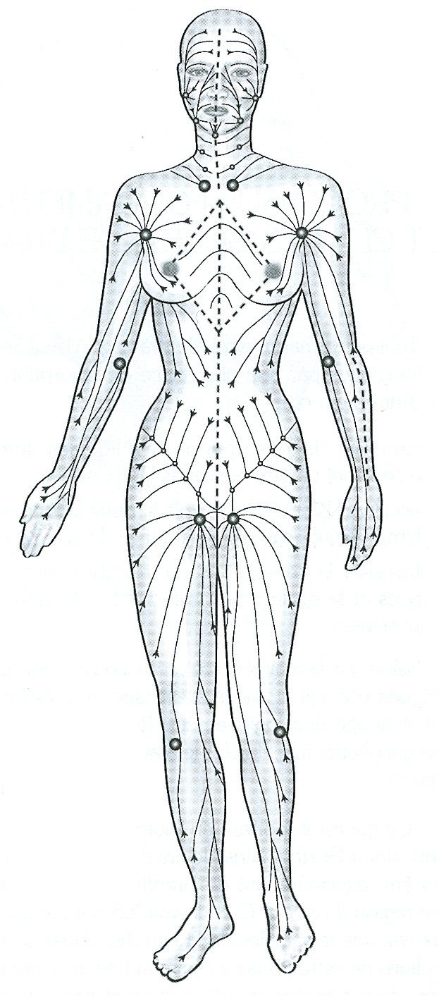Лимфодренажная система. Массажные линии тела схема лимфа. Лимфатическая система массажные линии. Лимфатическая система человека схема движения лимфы массаж. Лимфатическая система массажные линии тела.