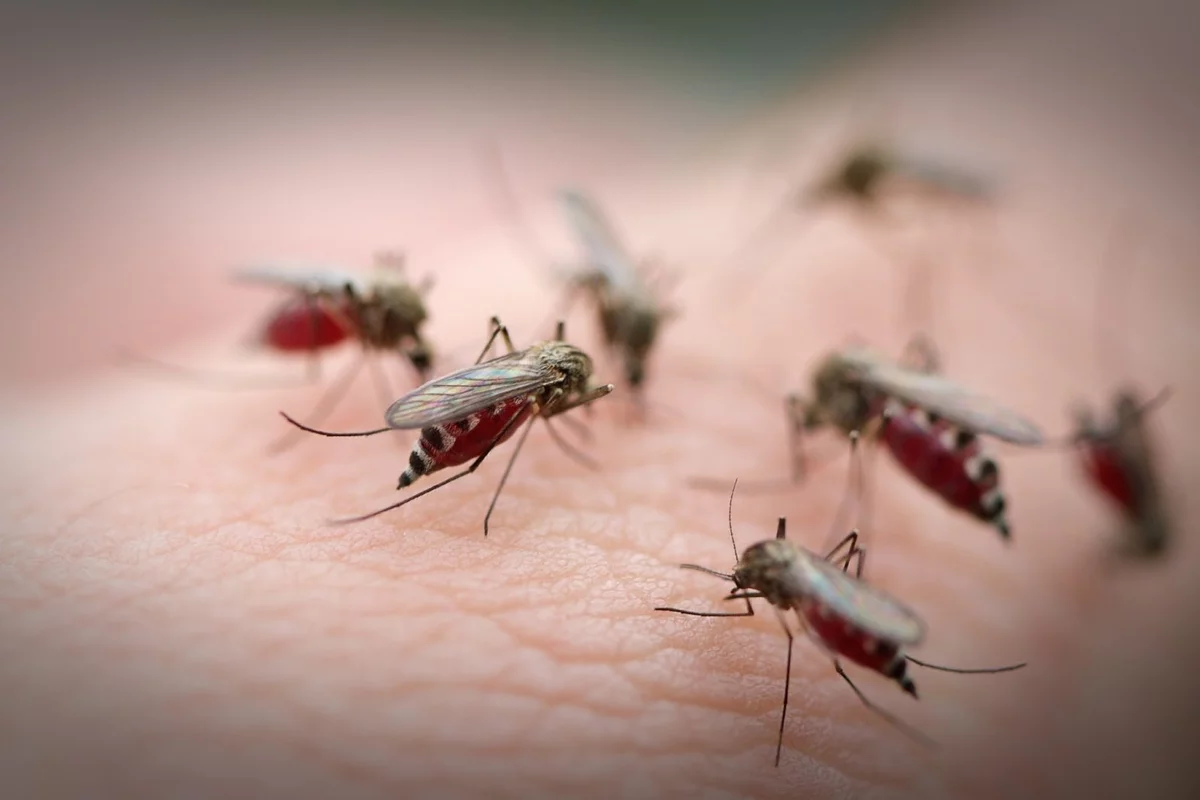 Мошки, мушки, комары: как избавиться от насекомых просто и быстро