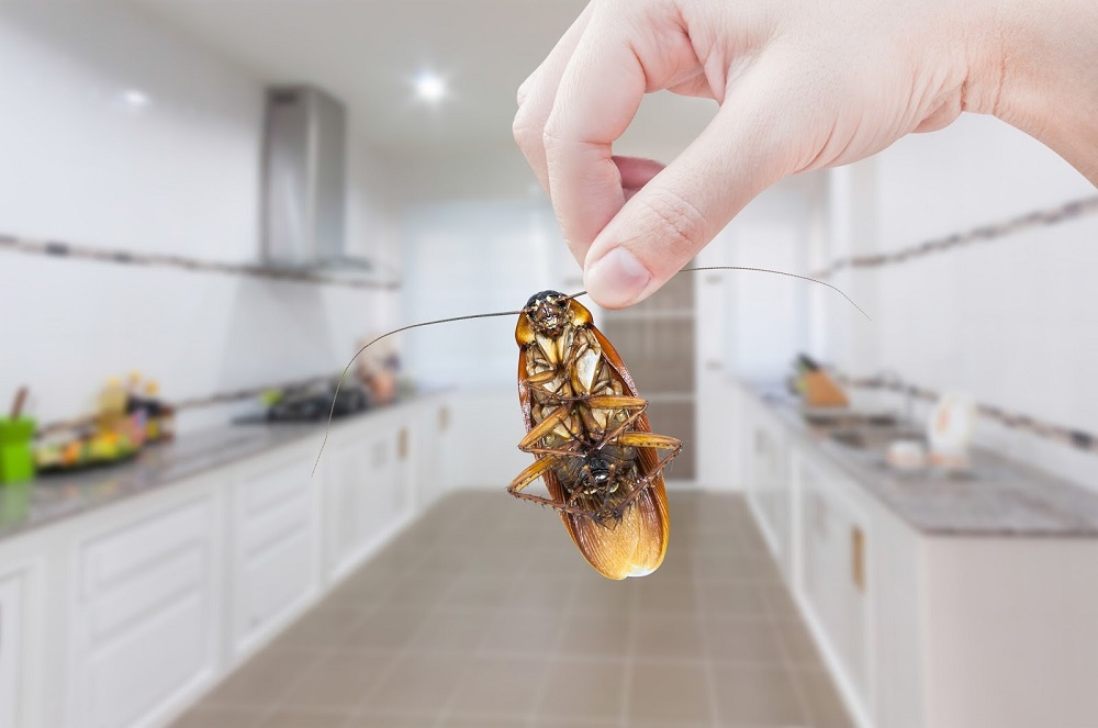 Как вывести тараканов в домашних условиях быстро