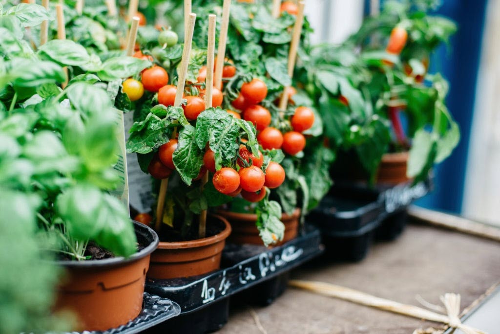 Как вырастить помидоры черри дома на подоконнике
